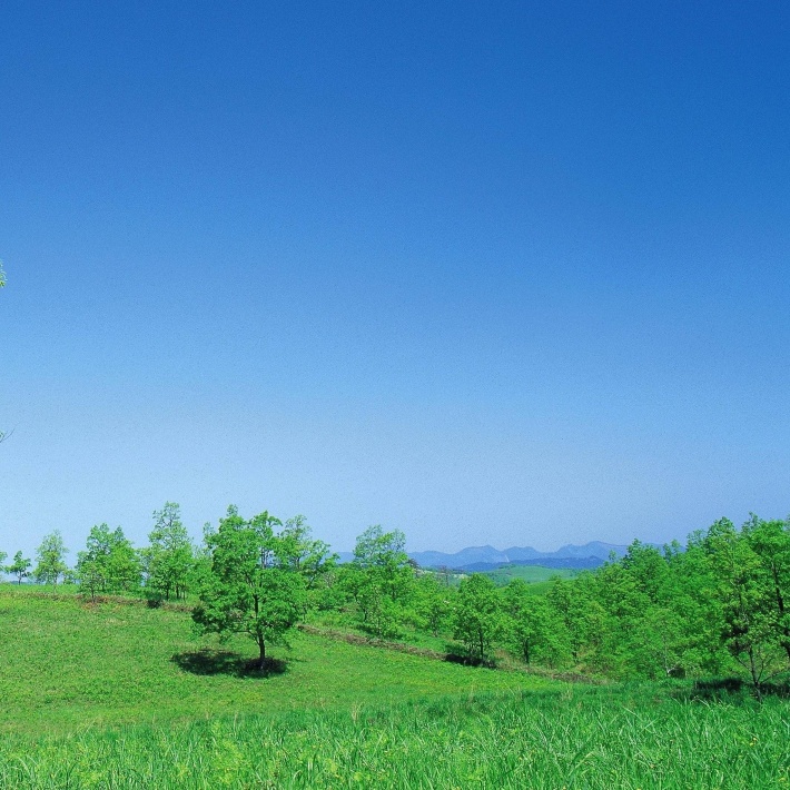Green Forest and Blue Sky
