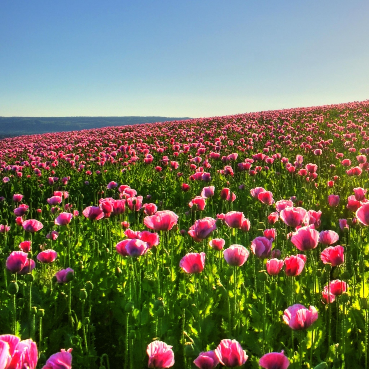 Field of Pink Poppies