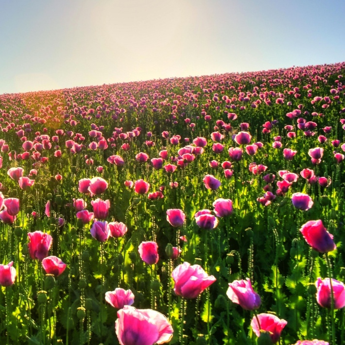 Field of Pink Poppy
