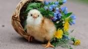 Chicken in Wildflowers