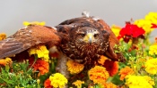 Hawk in Flowers
