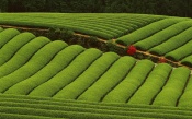 Green Plantations in India