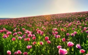 Pink Poppy Field