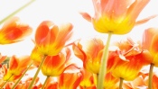 Solar Tulips