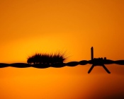 Caterpillar on a Wire