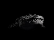 Crocodile, Black and White