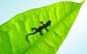 Lizard on a Leaf