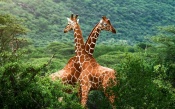 Giraffes in the Green Forest