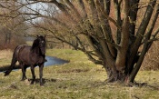 Horse, Nature, Lake