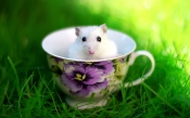 Rodent in the Cup