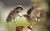 Sparrows Swear
