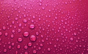 Drops of Water on the Pink Skin