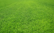 Thick Green Grass, texture