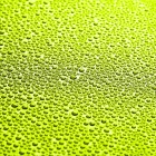 Water Drops, Green Background