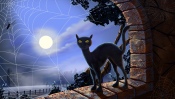 Black Cat in the Moonlight