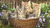 Five Kittens in a Basket