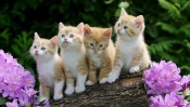 Four Kittens on a Log