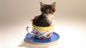 Funny Kitten in a Cup