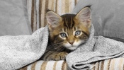 Kitten Under the Rug