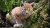 Small Lynx