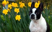 Dog and Daffodils