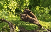 Bears on the Green Grass
