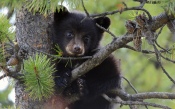 Black Bear on Spruce