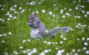 Gray Squirrel in the Meadow