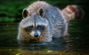 Raccoon in Water
