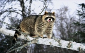 Raccoon on a Branch