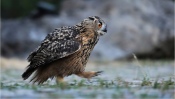 Eagle-Owl Walks