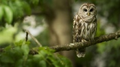 Owl on the Branch