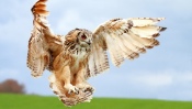 Brown Owl in Flight