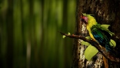 Green Parrot on the Tree