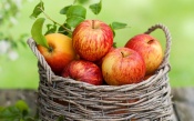 Ripe Apples in a Basket