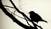 Bird on the Branch, Grayscale Background