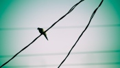 Bird on the Wire Transmission