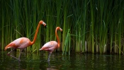 Flamingos in the Pond