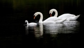 White Swan Family
