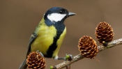 Tomtit on the Tree
