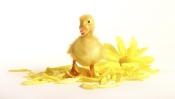 Yellow Duckling and Flower