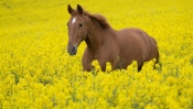 A Horse in a Field of Flowers
