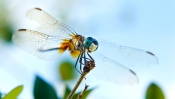 Bright Dragonfly, macro