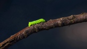 Green Caterpillar on a Branch