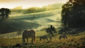 Horses in the Pasture
