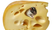 Mouse in Cheese