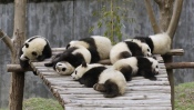Pandas Sleep