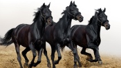 Three Black Horse