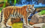 Tiger at the Waterfall