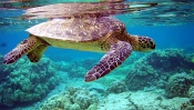 Turtle in the Sea